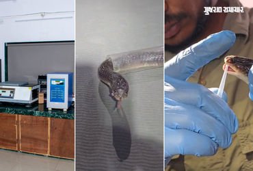 ઝેરનું મારણ ‘ગુજરાતનું’ ઝેર: હવે રાજ્યના ઝેરી સાપોમાંથી જ બનશે સર્પદંશ વિરોધી રસી, ધરમપુરની SRI દેશન…