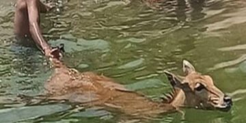 છાણી કેનાલ નજીક ફેન્સીંગ નહીં કરાતા ફરી એકવાર નીલ ગાય ખાબકી, ફાયર બ્રિગેડનું રેસ્ક્યુ | A nilgai dro…