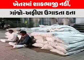 સિહોરના સખવદર ગામે 3 વીઘા જમીનમાં વાવેતર કરેલ 1132.72 કિલોગ્રામ અફીણ-ગાંજો ઝડપાયો | Opium and mariju…