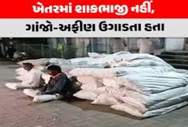 સિહોરના સખવદર ગામે 3 વીઘા જમીનમાં વાવેતર કરેલ 1132.72 કિલોગ્રામ અફીણ-ગાંજો ઝડપાયો | Opium and mariju…