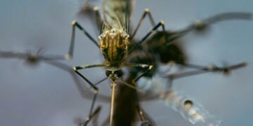 સરકારનું જૂઠાણું? અમદાવાદમાં મેલેરિયાના કેસ બાબતે સરકાર અને AMCના આંકડામાં જમીન-આકાશનો ફેર! | Ahmeda…