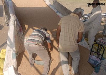 અમરેલીમાં આજથી ટેકાના ભાવે તુવેરની ખરીદીનો પ્રારંભ, રૂ.1600ના ભાવે વેચાતા ખેડૂતો ખુશખુશાલ | Amreli N…