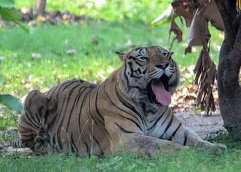 વાઘ માટે ‘ડેથ ટ્રેપ’ બન્યો આ ટુરિસ્ટ પાર્ક: 72 વાઘના ટપોટપ મોત પાછળનું સાચું કારણ શું? | mysterious …