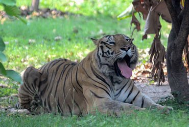 વાઘ માટે ‘ડેથ ટ્રેપ’ બન્યો આ ટુરિસ્ટ પાર્ક: 72 વાઘના ટપોટપ મોત પાછળનું સાચું કારણ શું? | mysterious …