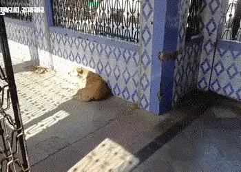 રાજકોટ: સ્કૂલો બાદ હવે સરકારી આરોગ્ય કેન્દ્રમાં રખડતા શ્વાનની ગણતરી કરવાનો કમિશનરનો આદેશ | Health Co…