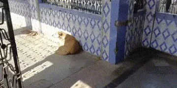 રાજકોટ: સ્કૂલો બાદ હવે સરકારી આરોગ્ય કેન્દ્રમાં રખડતા શ્વાનની ગણતરી કરવાનો કમિશનરનો આદેશ | Health Co…