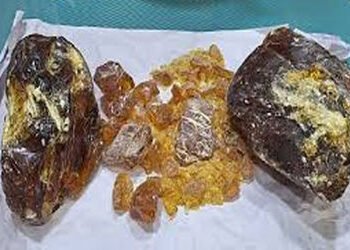 વ્હેલની ઉલ્ટીનો કાળો કારોબારઃ વધુ 1.82 કરોડનું એમ્બરગ્રીસ પકડાયું | Ambergris worth another Rs 1 82 …