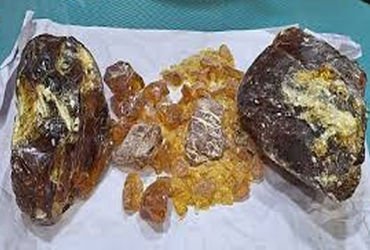 વ્હેલની ઉલ્ટીનો કાળો કારોબારઃ વધુ 1.82 કરોડનું એમ્બરગ્રીસ પકડાયું | Ambergris worth another Rs 1 82 …