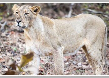 ગુજરાતમાં બે વર્ષમાં 258 સિંહોના કુદરતી અને 64ના અકુદરતી મોત, એક વર્ષમાં 148 ગુમાવ્યાં | Gujarat Rep…