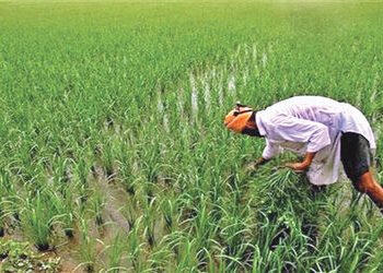 નવી GDP શ્રેણીમાં કૃષિ વૃદ્ધિ ધીમી, FY26 માં ઘટીને 2.4% થવાનો અંદાજ | Agriculture growth slows in ne…