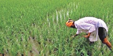 નવી GDP શ્રેણીમાં કૃષિ વૃદ્ધિ ધીમી, FY26 માં ઘટીને 2.4% થવાનો અંદાજ | Agriculture growth slows in ne…