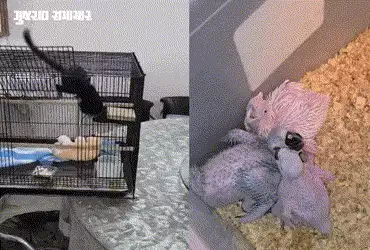 અમદાવાદમાં ફ્લેટમાં ચાલતા વિદેશી પ્રાણીઓના ગેરકાયદે બ્રીડિંગનો પર્દાફાશ, લાખોની કિંમતના દુર્લભ જીવો …