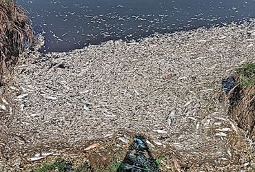 બાવળાના કલ્યાણગઢ તળાવમાં ફરી હજારો માછલીઓના મોત | Thousands of fish die again in Kalyangarh lake in …