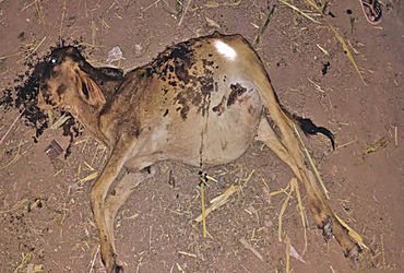 ચોટીલામાં નશામાં ડ્રાઈવરે પીકઅપ વાહન વાછરડી પર ચડાવી દેતા મોત | In Chotila a drunk driver ran over a…