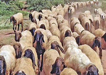 વઢવાણ તાલુકાના 5 ગામમાં માલઢોર માટે પાણીની ગંભીર સમસ્યા | Serious problem of water for livestock in …