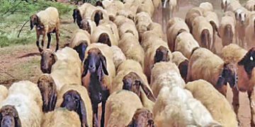 વઢવાણ તાલુકાના 5 ગામમાં માલઢોર માટે પાણીની ગંભીર સમસ્યા | Serious problem of water for livestock in …