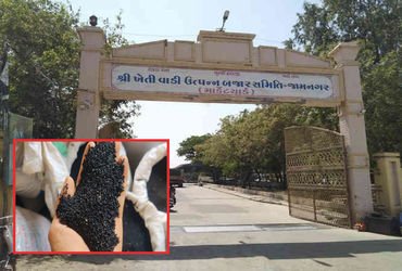 જામનગરના હાપા માર્કેટિંગ યાર્ડમાં આજે નવી કલોંજીની 10 મણની આવક થઈ : મુહૂર્તના સોદામાં 20 કિલોનો 4,15…