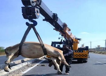 મેસ્કોટ ઇન્ડસ્ટ્રીયલ પાર્ક નજીક કારની ટક્કરથી 4 ગાયના મોત | 4 cows killed in car collision near Masc…