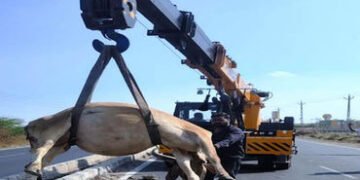 મેસ્કોટ ઇન્ડસ્ટ્રીયલ પાર્ક નજીક કારની ટક્કરથી 4 ગાયના મોત | 4 cows killed in car collision near Masc…