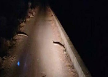 લખતરના કડુ નજીક નર્મદા કેનાલ પાસે ફરી 2 અજગર દેખાયા | Two pythons were spotted again near Narmada Ca…