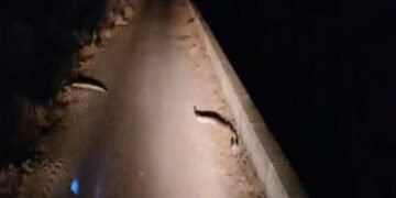 લખતરના કડુ નજીક નર્મદા કેનાલ પાસે ફરી 2 અજગર દેખાયા | Two pythons were spotted again near Narmada Ca…