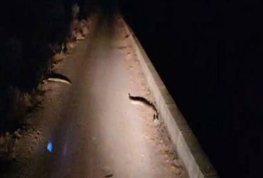 લખતરના કડુ નજીક નર્મદા કેનાલ પાસે ફરી 2 અજગર દેખાયા | Two pythons were spotted again near Narmada Ca…