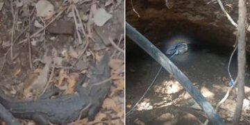 VIDEO: ખાંભાના બોરાળા ગામે કૂવામાં ખાબકેલા મગરનું વનવિભાગે કર્યું રેસ્ક્યુ, નજીકની નદીમાં છોડવામાં આ…