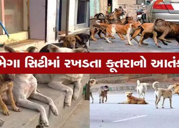 ભાવનગરમાં શ્વાનનો ત્રાસ યથાવત, 12 માસમાં 17,628 લોકોને કરડતા ગભરાટ | Dog harassment continues in Bha…