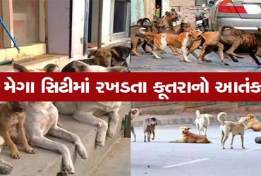 ભાવનગરમાં શ્વાનનો ત્રાસ યથાવત, 12 માસમાં 17,628 લોકોને કરડતા ગભરાટ | Dog harassment continues in Bha…