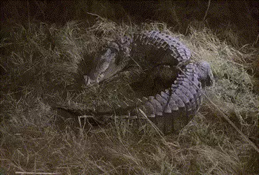 વડોદરામાં જાંબુઆના ગાર્ડન અને સમા વિસ્તારમાં મેઇન રોડ પર મગરની લટારથી લોકોમાં ગભરાટ | People panic a…