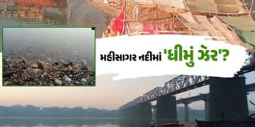મહીસાગર નદીમાં ઝેરી પ્રવાહી નાખી માછલી-જિંઘા મારવાનો આક્ષેપ, વડોદરા-આણંદના પીવાના પાણી પર તોળાતું જો…