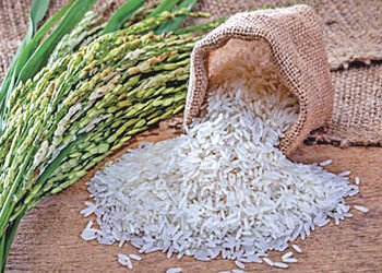 વિદેશ વેપાર અટકી પડતા ઘરઆંગણે બાસમતિ ચોખાના ભાવ 10 ટકા ઘટયા | Domestic basmati rice prices fall 10 p…