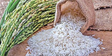 વિદેશ વેપાર અટકી પડતા ઘરઆંગણે બાસમતિ ચોખાના ભાવ 10 ટકા ઘટયા | Domestic basmati rice prices fall 10 p…