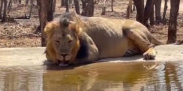 લાયન લેન્ડસ્કેપમાં કુદરતી જળસ્ત્રોત સૂકાઈ જતાં 600 કૃત્રિમ પોઈન્ટ શરૂ | 600 artificial points opened…