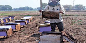 મહેમદાવાદના જાળીયા ગામના ખેડૂતે મધમાખી પાલન દ્વારા વર્ષે રૂ. 1.50 કરોડની આવક મેળવી | Farmer from Jal…