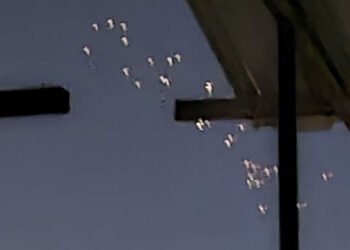 ભુજમાં 50થી વધુ ડ્રોન દેખાયા! આકાશમાં રહસ્યમય પદાર્થ જોઈ લોકોમાં ફફડાટ, પોલીસ અજાણ | mysterious ligh…