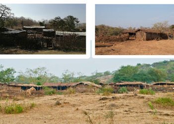 વનમાં ઉનાળો : ગીરના નેસડાઓમાંથી પશુધન સાથે માલધારીઓનું સ્થળાંતર | Summer in the forest: Migration of…