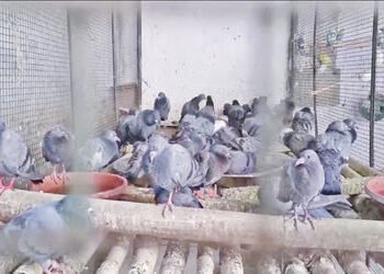 ઝાલાવાડમાં ઉનાળાના પ્રારંભે તાપમાનનો પારો 36 ડિગ્રીએ પહોંચ્યો