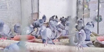 ઝાલાવાડમાં ઉનાળાના પ્રારંભે તાપમાનનો પારો 36 ડિગ્રીએ પહોંચ્યો