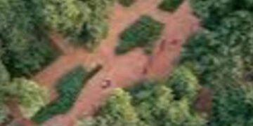 શહેરીજનોની દીર્ઘ દ્રષ્ટિના કારણે અમદાવાદમાં ૧૧૩ વર્ષથી આંબલી, ૯૧ વર્ષથી શમીનું વૃક્ષ હજુ અડીખમ | Due…