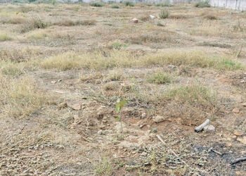 ધ્રાંગધ્રાના ચુલી ગામે પાણીના અભાવે ૩૦૦થી વધુ છોડ પર સંક્ટ | More than 300 plants in Chuli village o…