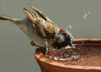 જામનગરમાં નવાનગર નેચર ક્લબ અને વન વિભાગ દ્વારા ‘વિશ્વ ચકલી દિવસ’ની ભવ્ય ઉજવણી | ‘World Sparrow Day’ …