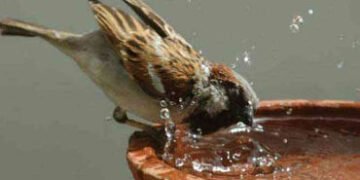 જામનગરમાં નવાનગર નેચર ક્લબ અને વન વિભાગ દ્વારા ‘વિશ્વ ચકલી દિવસ’ની ભવ્ય ઉજવણી | ‘World Sparrow Day’ …