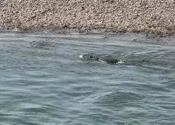 હજારો યાત્રાળુ માટે આસ્થા કેન્દ્ર ચાણોદ ખાતે નર્મદા નદીમાં મહાકાય મગરના પડાવથી ભક્તોમાં ગભરાટ | Devo…