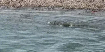 હજારો યાત્રાળુ માટે આસ્થા કેન્દ્ર ચાણોદ ખાતે નર્મદા નદીમાં મહાકાય મગરના પડાવથી ભક્તોમાં ગભરાટ | Devo…