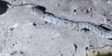 જાફરાબાદના દુઘાળા ગામે નદીના પટમાં દેખાયો મહાકાય અજગર, વન વિભાગે કર્યું દિલધડક રેસ્ક્યુ | amreli jaf…