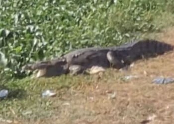 વડોદરાના ગોત્રી તળાવમાં જંગલી વેલાથી લીલી ચાદર પથરાઈ : મગરનું સૂર્ય સ્નાન | Vadodara’s Gotri Lake co…