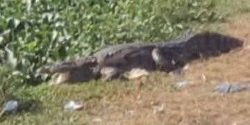 વડોદરાના ગોત્રી તળાવમાં જંગલી વેલાથી લીલી ચાદર પથરાઈ : મગરનું સૂર્ય સ્નાન | Vadodara’s Gotri Lake co…