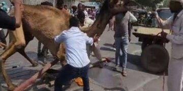 વડોદરામાં કારેલીબાગ પાણીની ટાંકી પાસે કામગીરી દરમ્યાન આશ્ચર્યજનક ઘટના : ઊંટનો પગ ફસાયો | Surprising …