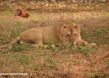 ગીર સોમનાથના જંગલમાં મધ પાડવા જવું ભારે પડ્યું, સિંહણે જીવલેણ હુમલો કરતા યુવકને હોસ્પિટલ ખસેડાયો | L…